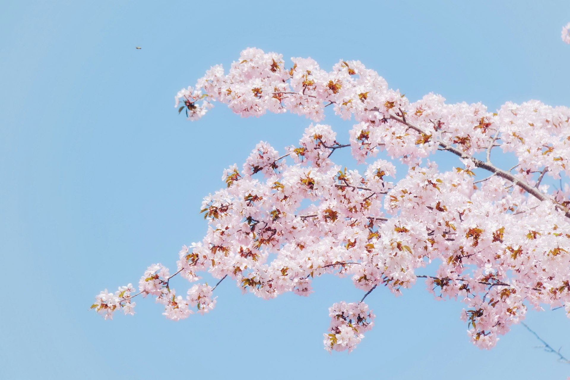 Cherry blossoms bloom against a clear blue sky.